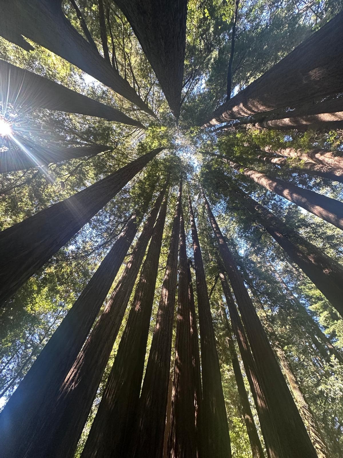 Looking up through ancient redwood canopy, sunlight filtering through branches