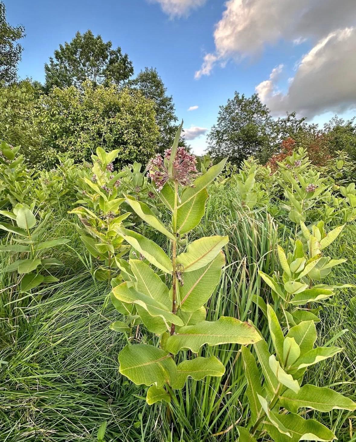 Sunlit wildflower meadow in soft golden light