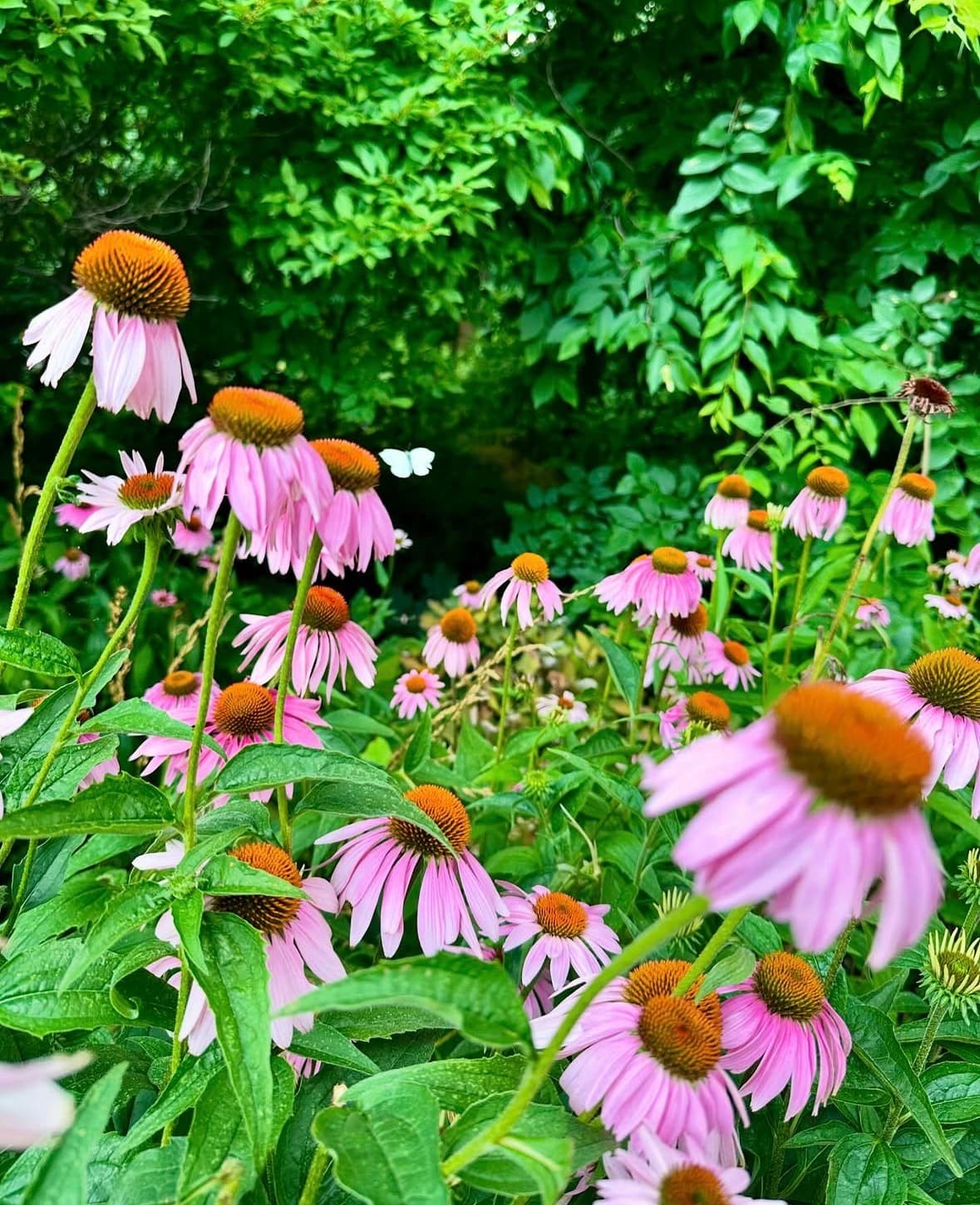 Pink echinacea flowers against dense summer greenery